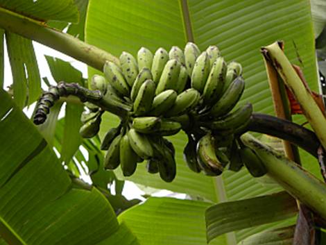 Yunnan banana 